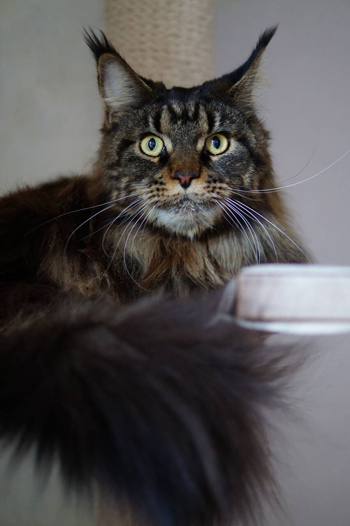 Maine coon cattery